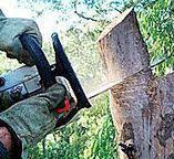 How Our Tree Care Process Works  in  Strasburg, OH