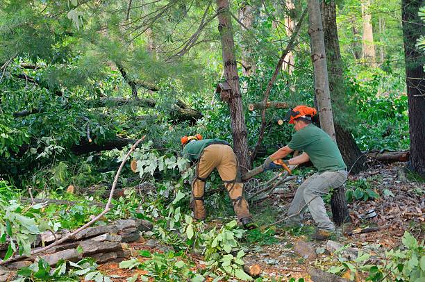 Best Arborist Consultation Services  in Strasburg, OH
