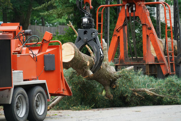 Best Tree Fertilization  in Strasburg, OH