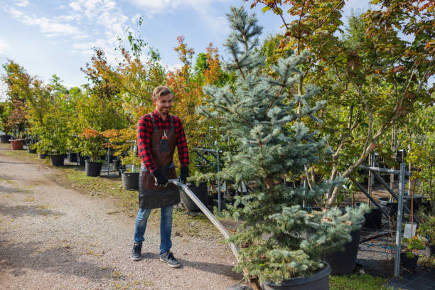 Best Emergency Tree Removal  in Strasburg, OH