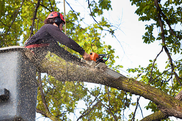 Best Tree Removal  in Strasburg, OH