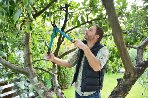 Best Tree Cabling and Bracing  in Strasburg, OH